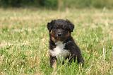 BERGER AUSTRALIEN PUPPIES 850